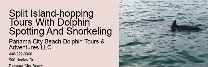 Luxury Dolphin Watching and Snorkeling Excursions