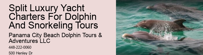 Is It Better To See Dolphins In The Morning Or Afternoon