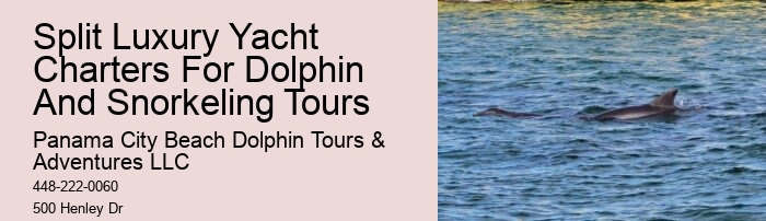 How Do Dolphins Know You're Pregnant
