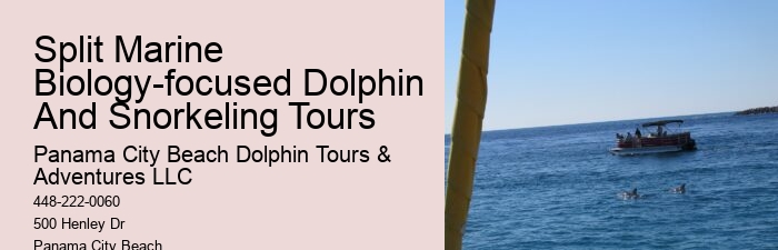 Do Dolphins Have A Dark Side