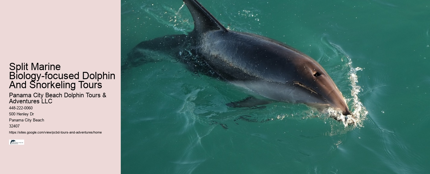 Panama City Beach Dolphin Trips