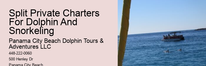 Yacht Dolphin Tours
