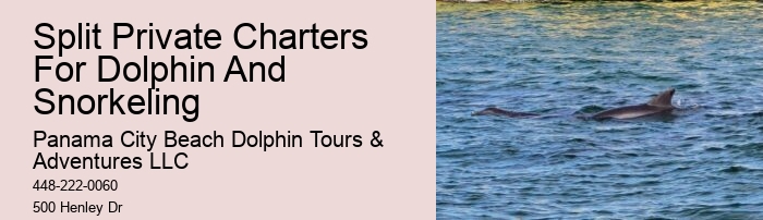 Top Panama City Beach Dolphin Watching