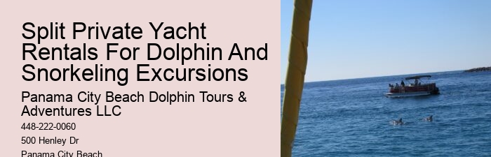 What Is The Best Time To See Dolphins From The Beach