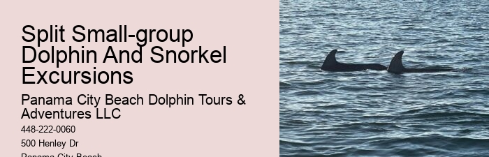 Which Beach Is Best For Dolphin Cruise