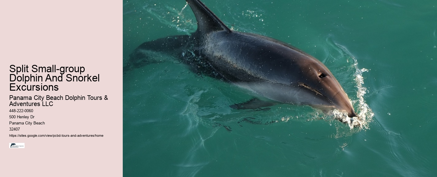 Secluded Dolphin Adventure and Snorkeling Experience