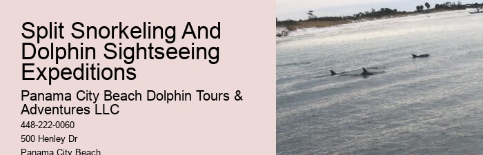 Dolphin Swim And Snorkel Tours In Split
