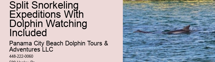 Can A Non Swimmer Swim With Dolphins