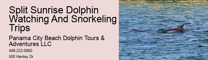 What Are Dolphins Worst Enemies
