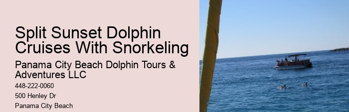 Why Can't You Wear Jewelry When Swimming With Dolphins