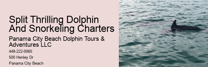 Closest Dolphin Tour Near Me