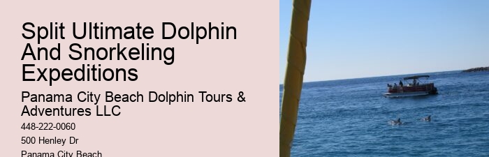 Tours to see dolphins in Panama City Beach