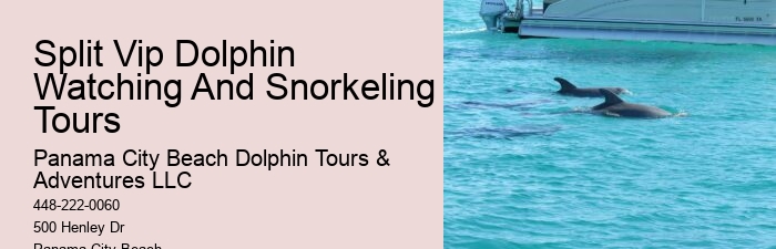 Elite Dolphin Interaction and Snorkeling Tours