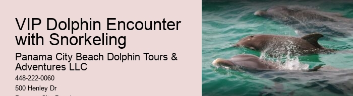 Individual Dolphin Watching with Snorkeling