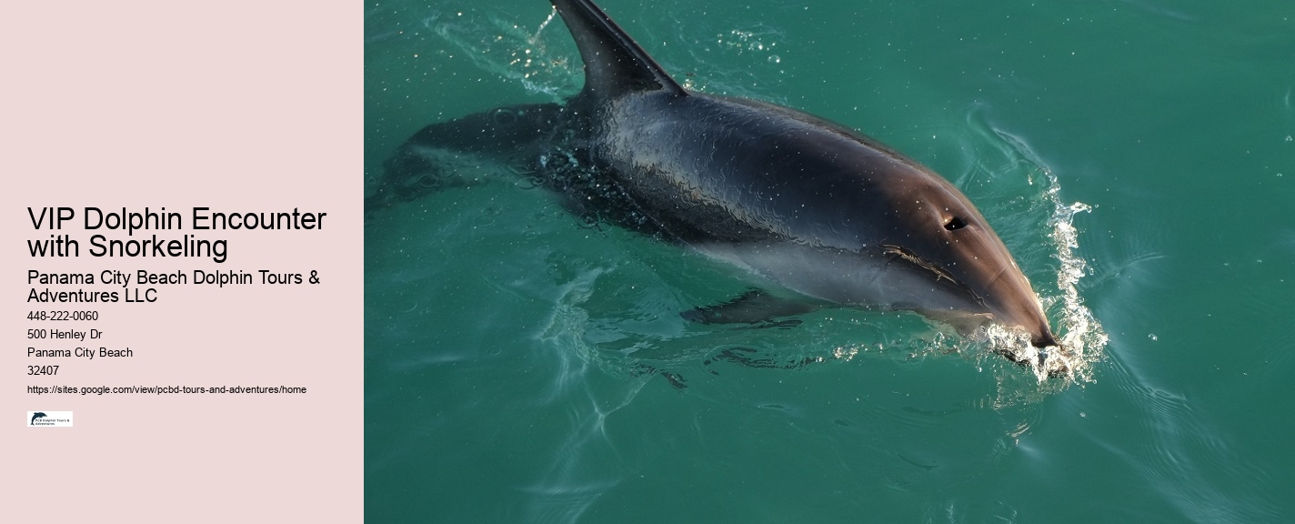 Panama City Beach dolphin watching adventures